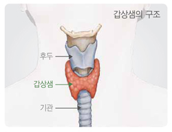 국민 암예방 수칙 실천 지침 - 갑상선의 구조