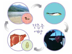 국민 암예방 수칙 실천 지침 - 간흡충 예방