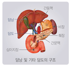 국민 암예방 수칙 실천 지침 - 담낭 및 기타 담도의 구조