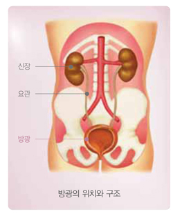 국민 암예방 수칙 실천 지침-방광암의 위치와 구조