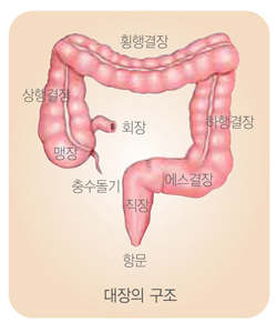 국민 암예방 수칙 실천 지침 - 대장의 구조