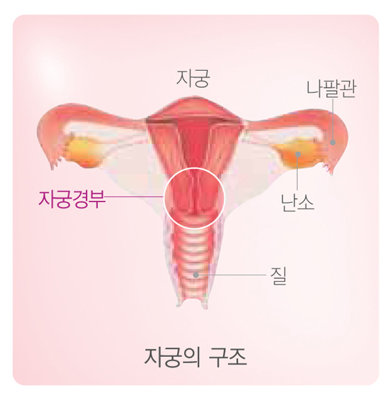 국민 암예방 수칙 실천 지침 - 자궁의 구조
