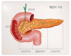 국민 암예방 수칙 실천 지침 - 췌장의 구조