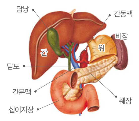 암에대한바른이해-담낭 담도의 구조