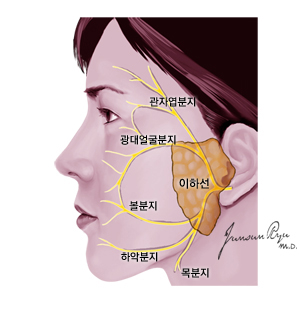 이하선과 안면신경과의 관계