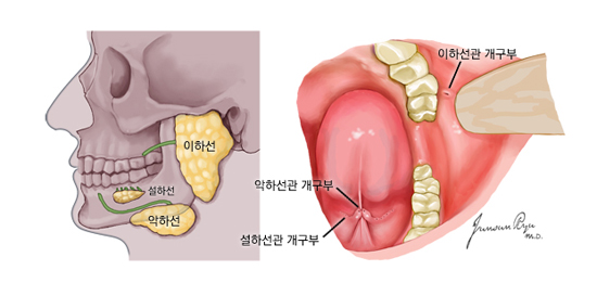 3쌍의 주타액선과 구강내 개구부