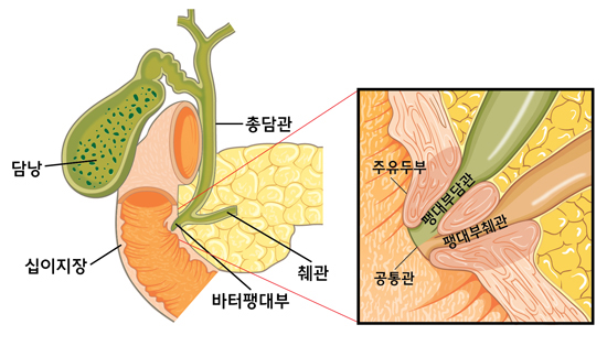 바터팽대부의 모식도
