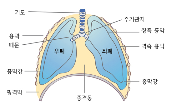 흉막의 해부
