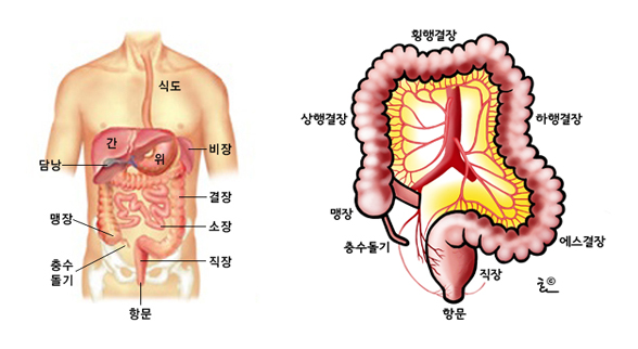 결장의 위치 및 구조