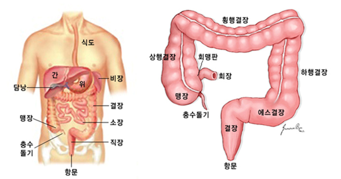 결장의 위치 및 구조
