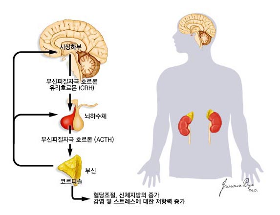 시상하부-뇌하수체-부신 축