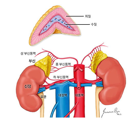 부신의 위치와 구조