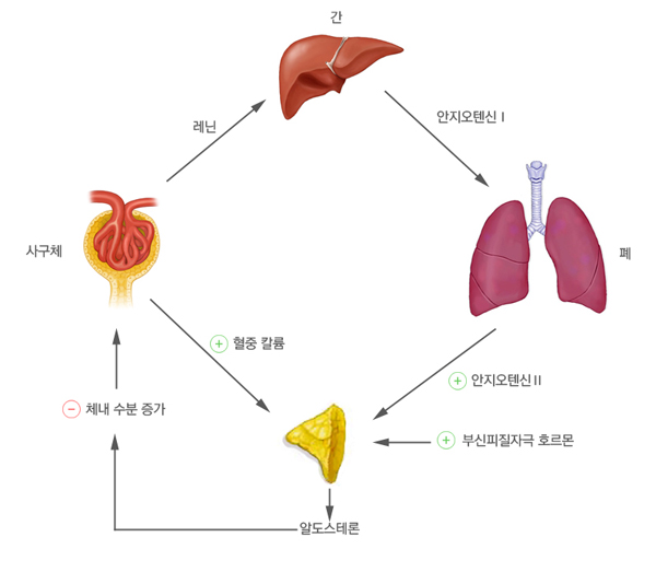레닌-안지오텐신-알도스테론-시스템