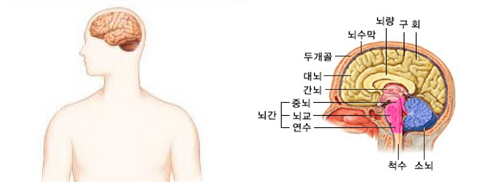 뇌의 구조