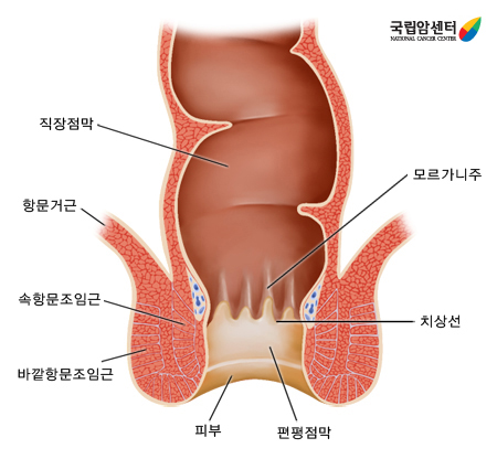 항문의 위치 및 구조
