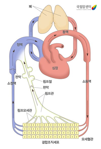 림프순환의 구조 - 림프관은 세포 사이의 림프모세관에서 시작되어 림프절, 림프관으로 나와 정맥계로 들어갑니다. 그래서 말초에서 심장방향으로 흐르게 됩니다.