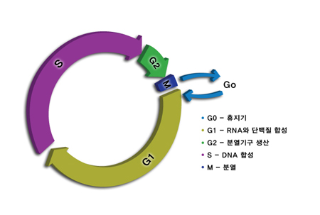 세포주기 - 세포주기란 세포가 성장하여 분열하는 동안 반복되어 거치게 되는 많은 단계를 의미합니다. 구체적으로 한번의 분열에서부터 다음 핵분열까지를 1주기라 하는데. 핵분열기(M기), RNA와 단백질 합성기(G1기), DNA합성기(S기), 분열기구 생산(G2기), 휴지기(G0)로 구분합니다. 그리고 정상세포나 암세포는 모두 분열할 때 일정한 세포주기를 거쳐 유사분열합니다.