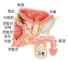 전립선의 위치 - 방광, 정낭, 사정관, 전립선피막, 전립선요도, 직장, 전립선, 치골, 음경, 고환