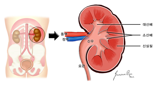 신장의 구조 - 동맥, 정맥, 신우, 요관, 대신배, 소신배, 신실질