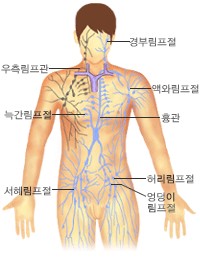 림프절의 위치 - 경부림프절, 우측림프관, 늑간림프절, 서혜림프절, 액와림프절, 흉관, 허리림프절, 엉덩이림프절