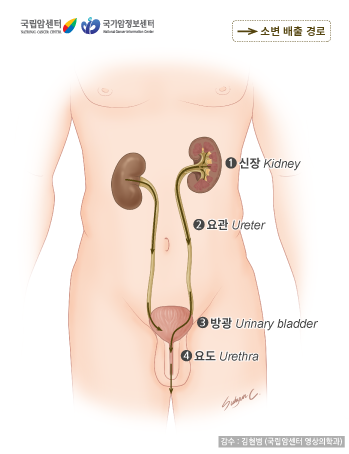 [국립암센터/국가암정보센터] 소변의 배출 경로 : 1. 신장 Kidney, 2.요관 Ureter, 3.방광 Urinary bladder, 4.요도 Urethra - 감수:김현범(국립암센터 영상의학과)