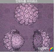 사람유두종바이러스