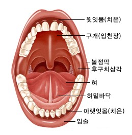 구강의 해부구조 - 윗잇몸(치은), 구개(입천장), 볼점막, 후구치삼각, 혀, 혀밑바닥, 아랫잇몸(치은), 입술