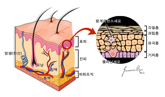 피부 : 땀샘(한선), 모낭, 정맥, 동맥, 표피, 진피, 피하조직.   표피의 구조 : 각질층, 과립층, 유극층, 기저층, 랑게르한스세포, 멜라닌세포