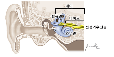 내이도 전정의 해부학적 구조 - 내이 : 반규관, 와이관, 내이도, 전정와우신경