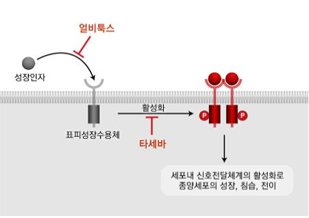 표적치료제의 작용기전 - 성장인자, 얼비툭스, 표피성장수용체, 타세바 활성화, 세포내 신호 전달체계의 활성화로 종양세포의 성장, 침습, 전이