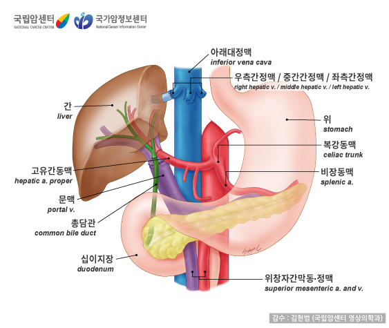 [국립암센터/국가암정보센터] 간 이식 수술(아래대정맥, 우측간정맥 / 중간간정맥 / 좌측간정맥, 위, 복강동맥, 비장동맥, 간, 고유간동맥, 문맥, 총담관, 십이지장, 위창자간막동.정맥 - 감수:김현범(국립암센터 영상의학과)